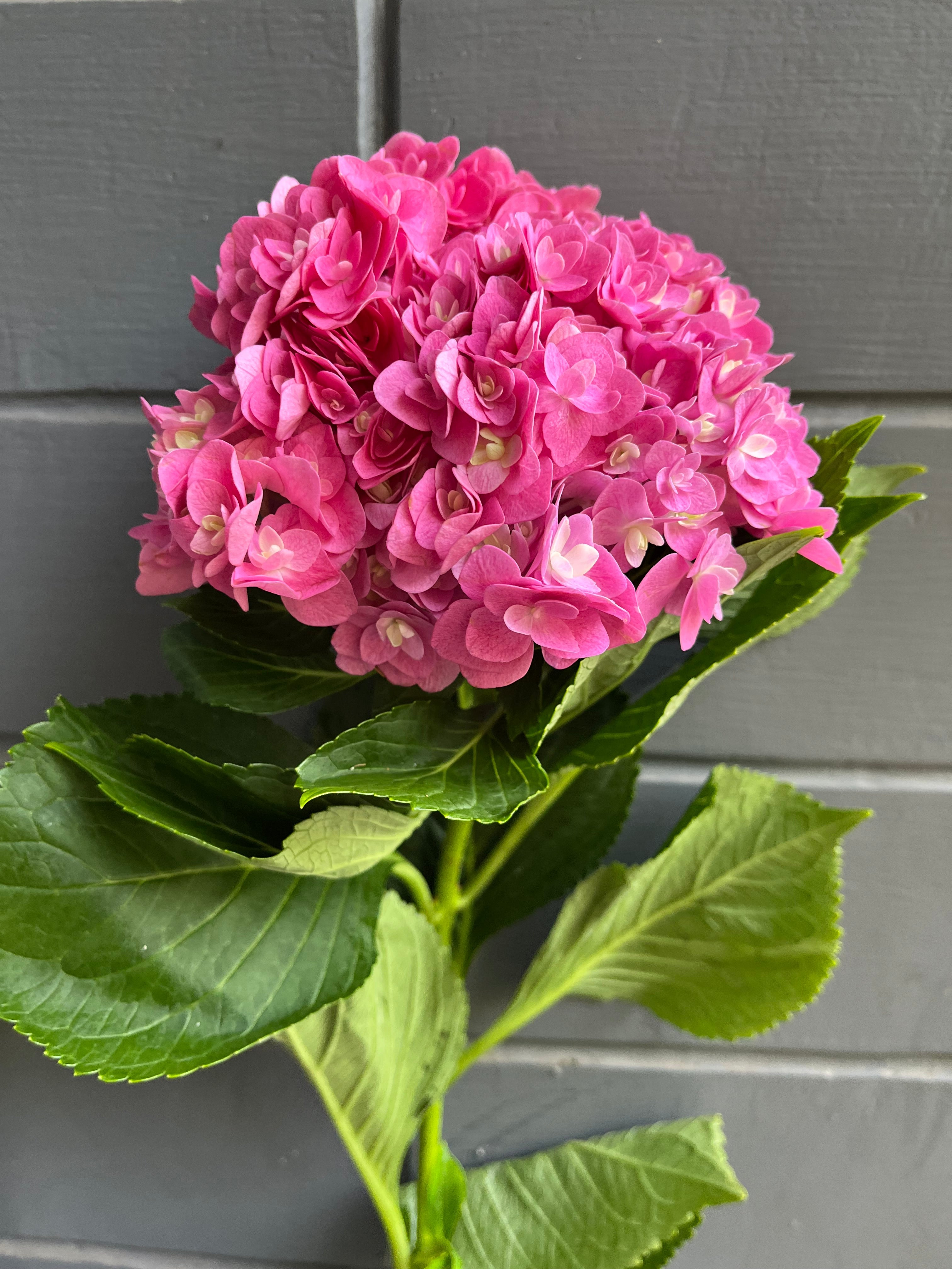 Hydrangea