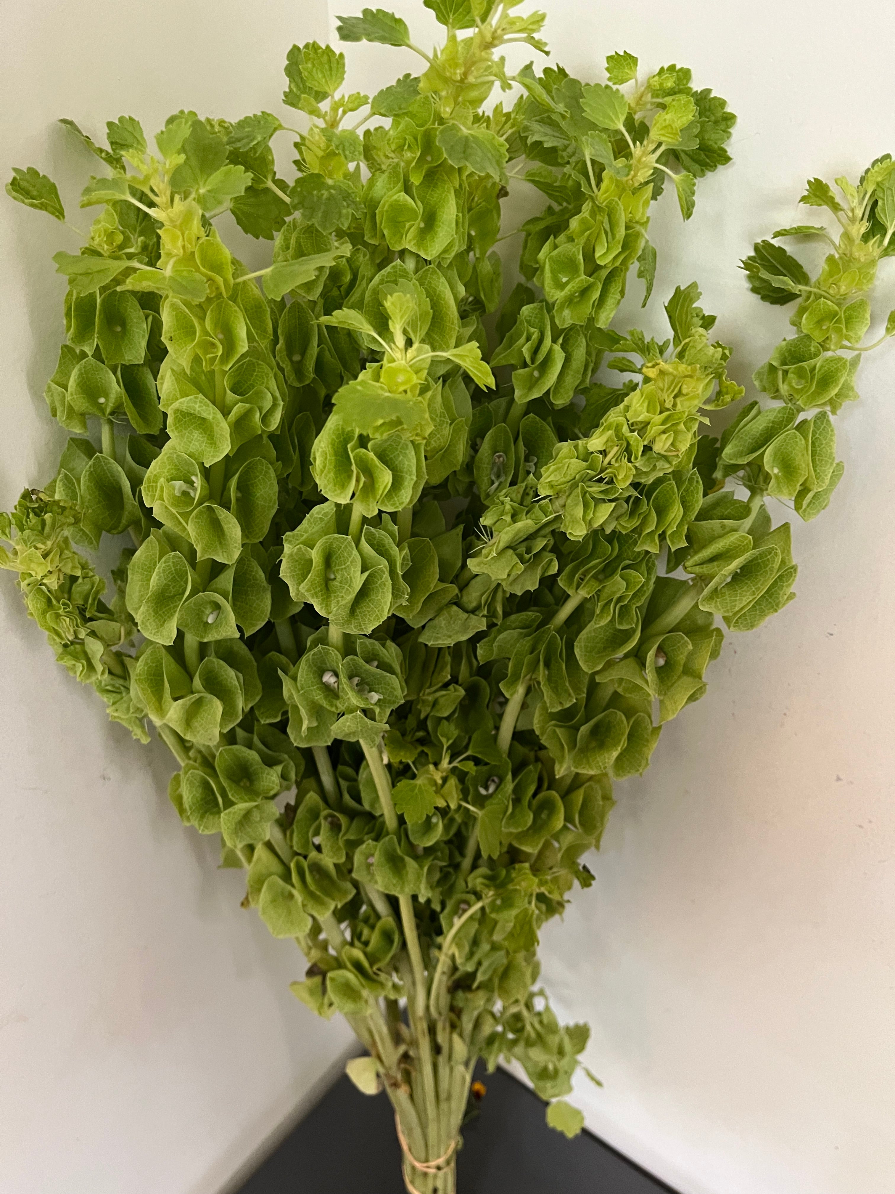 Bells-of-Ireland