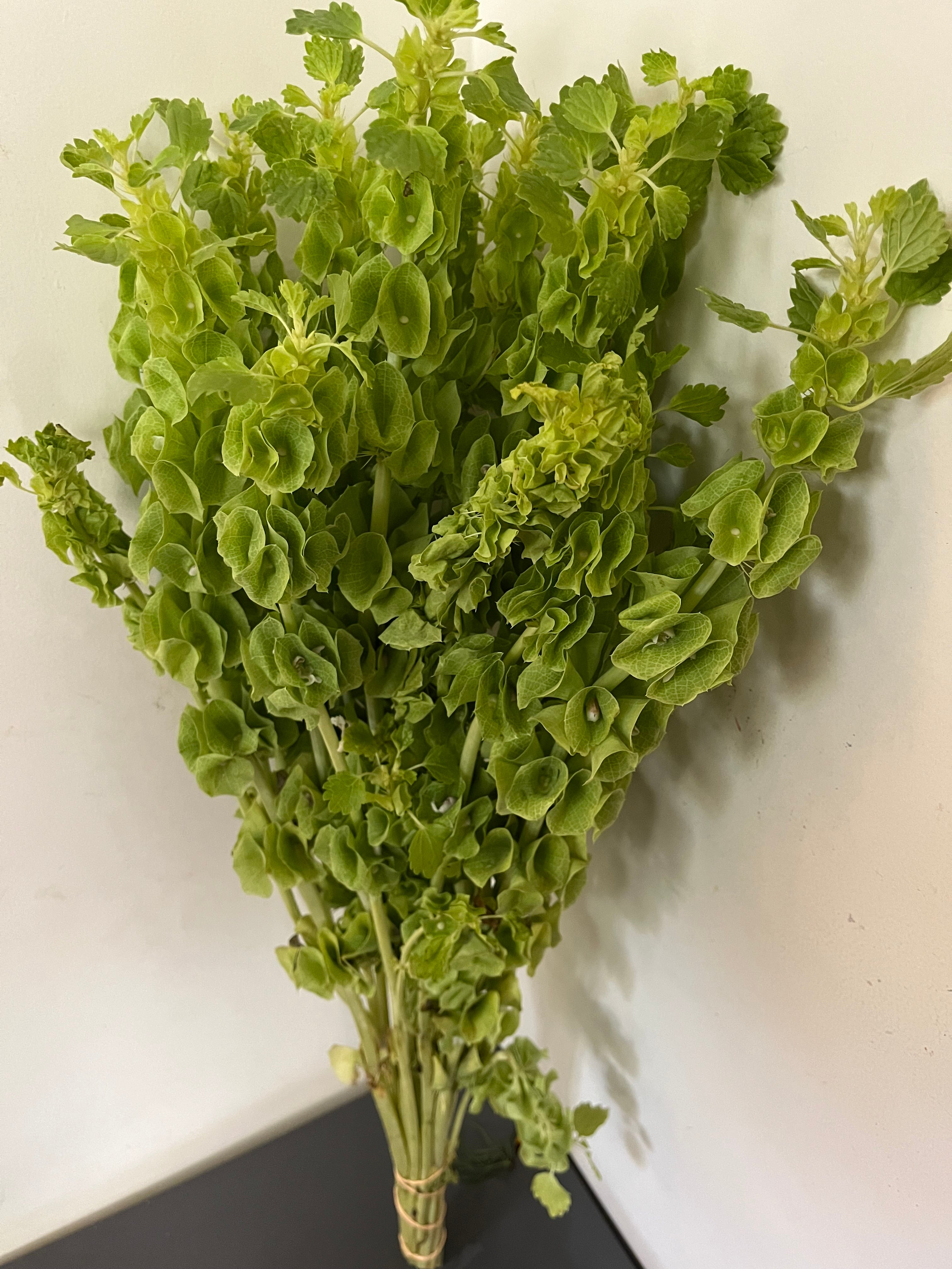 Bells-of-Ireland