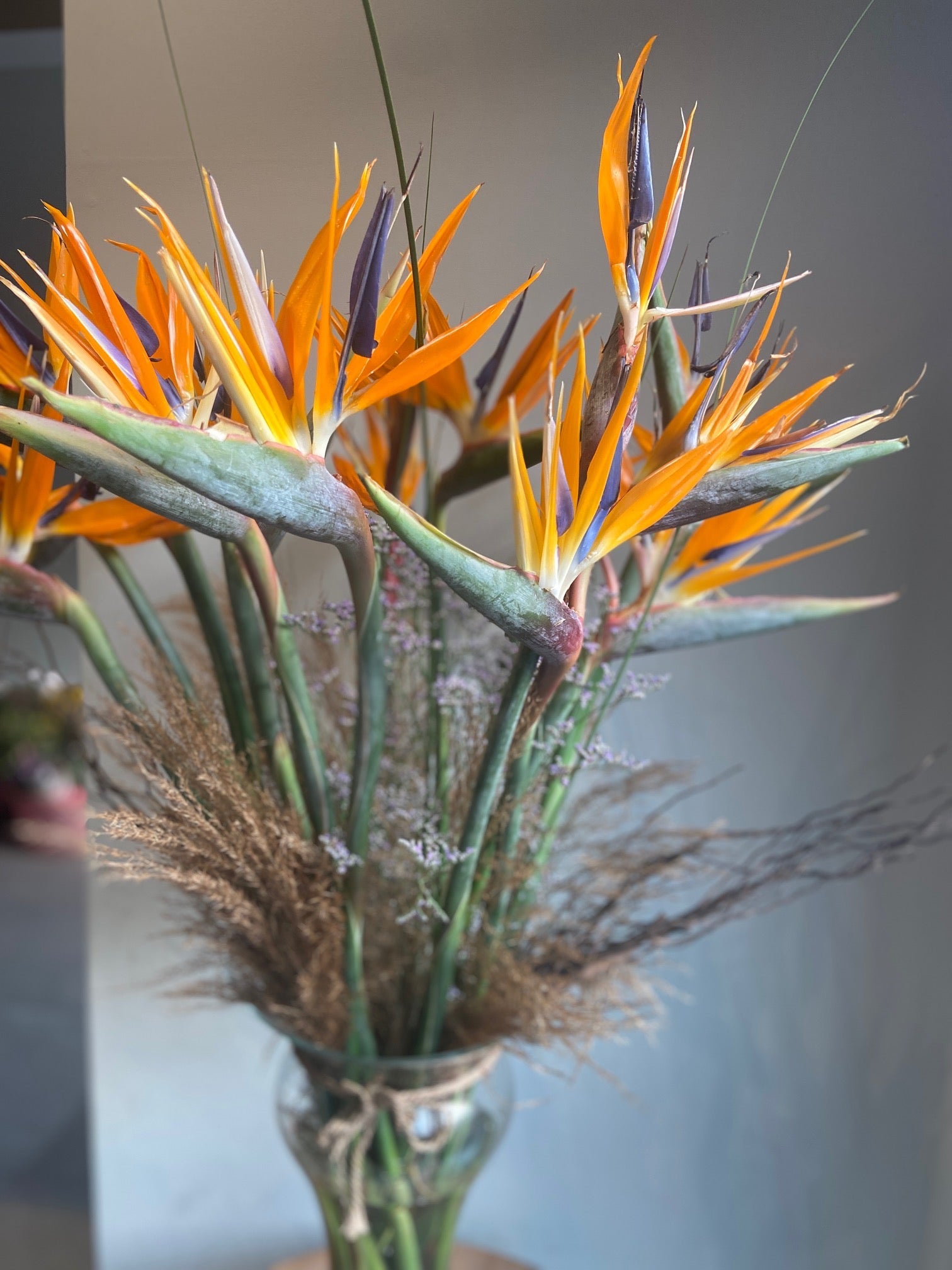 Bird of Paradise
