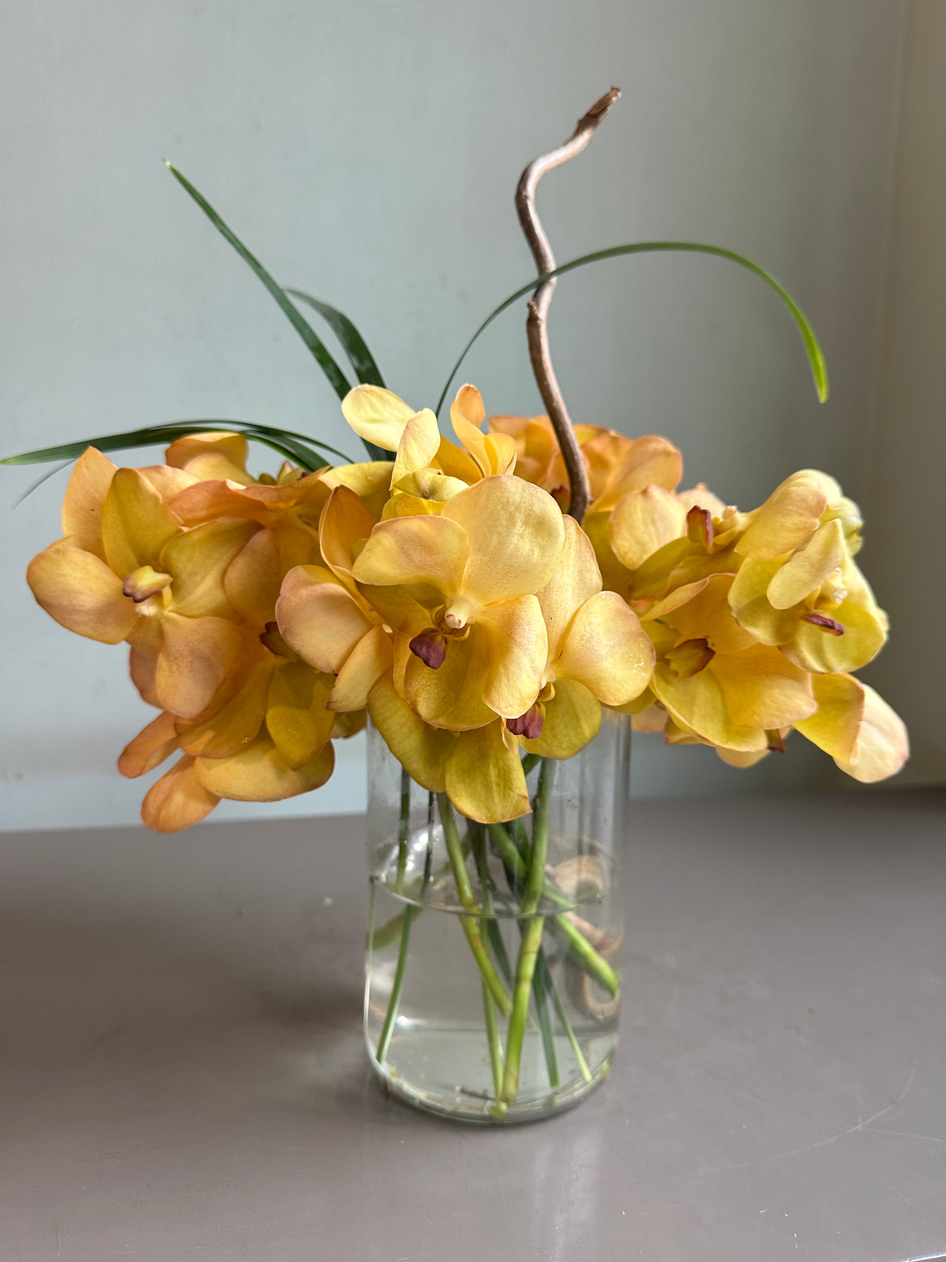 Orchid Sunrise