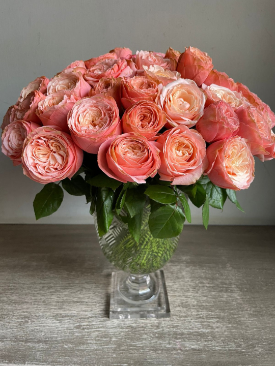 English Rose