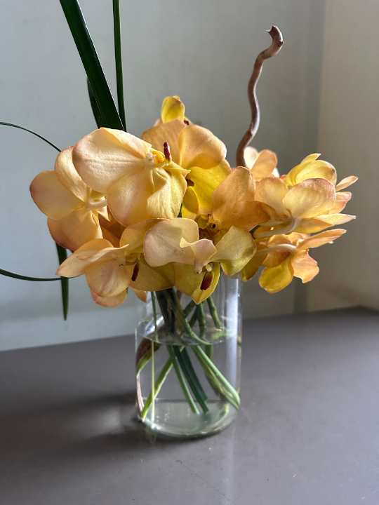 Orchid Sunrise
