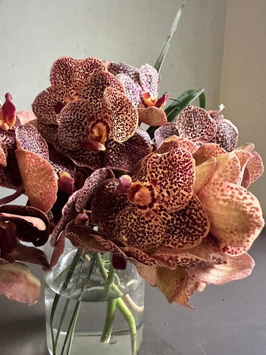 Wildflower Bronze