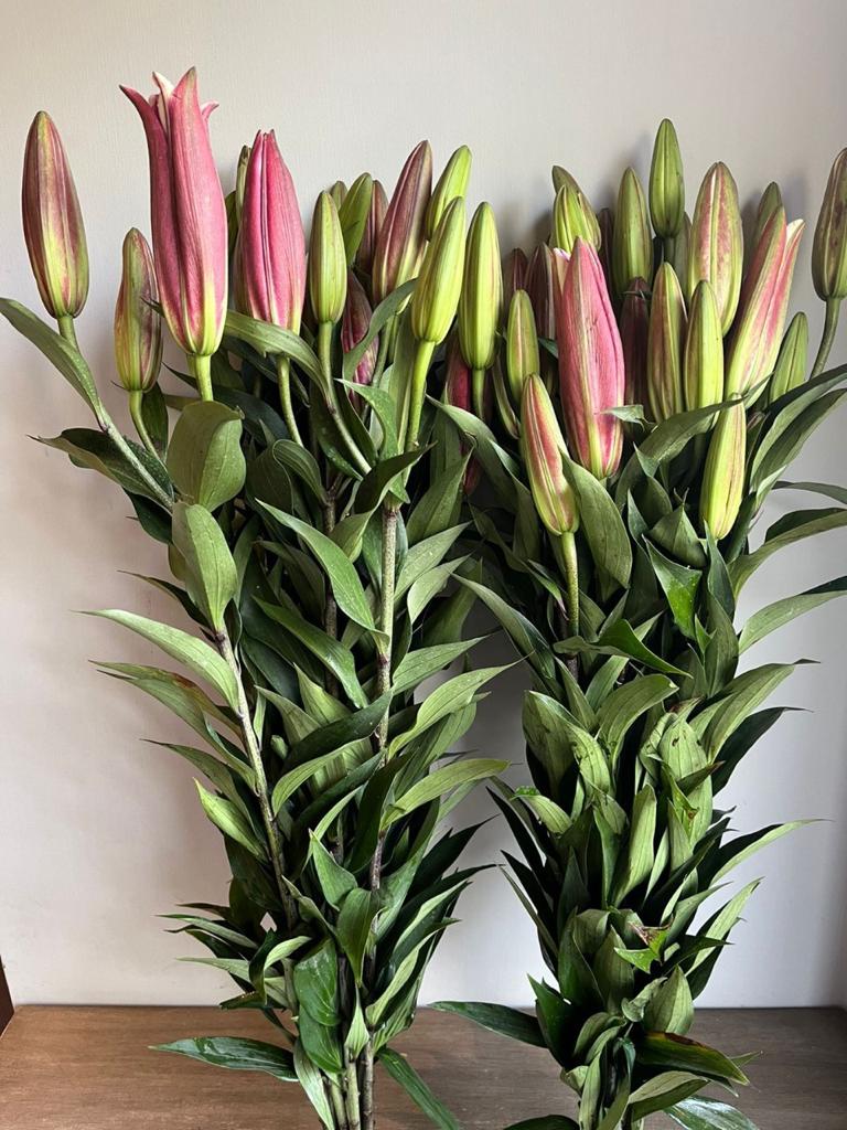 Oriental Lily