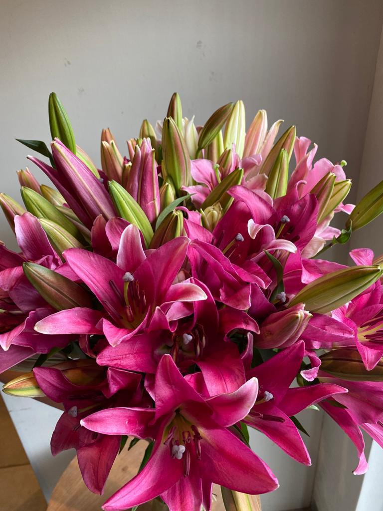 Oriental Lily
