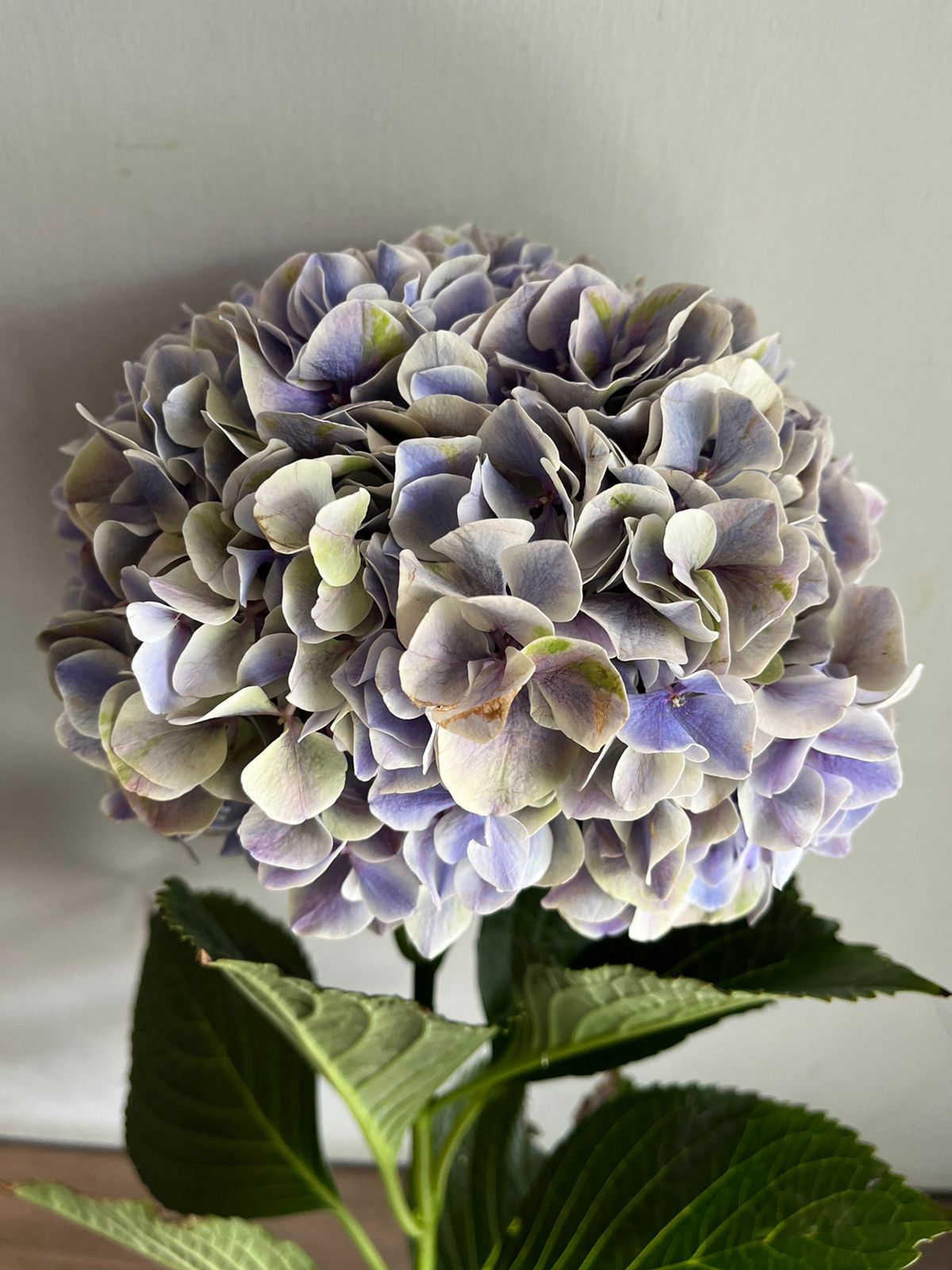 Hydrangea