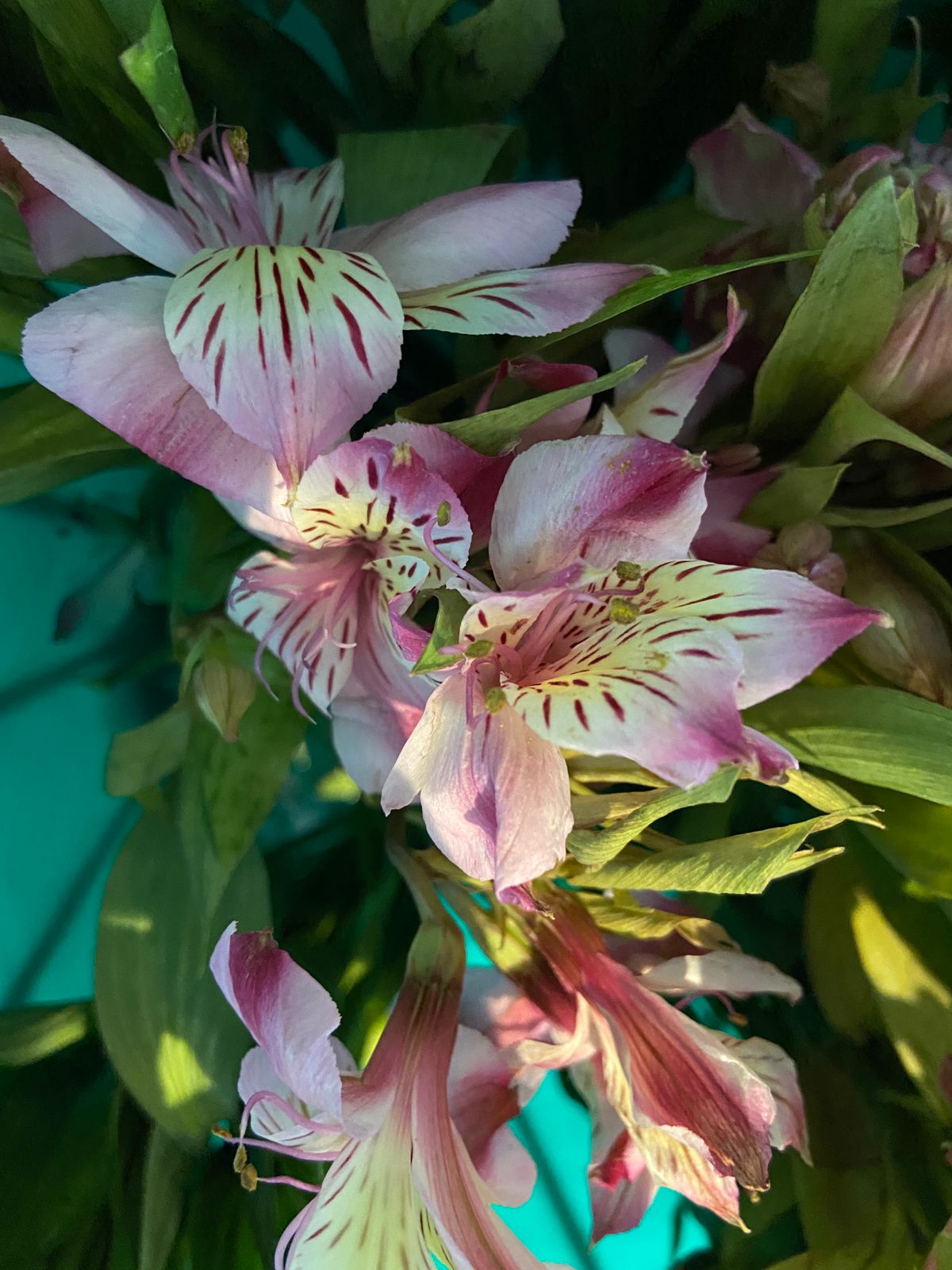 Alstromeria