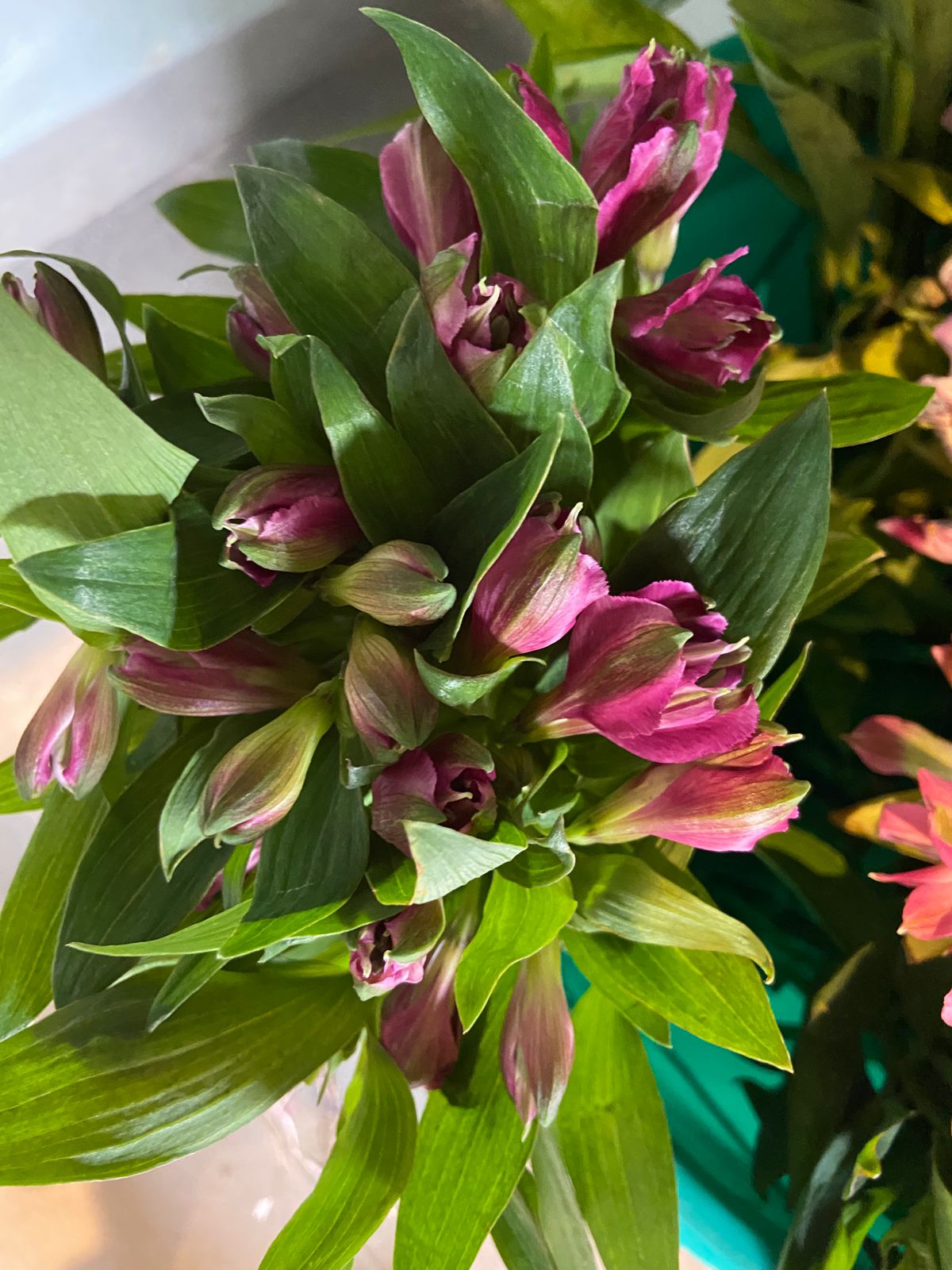 Alstromeria