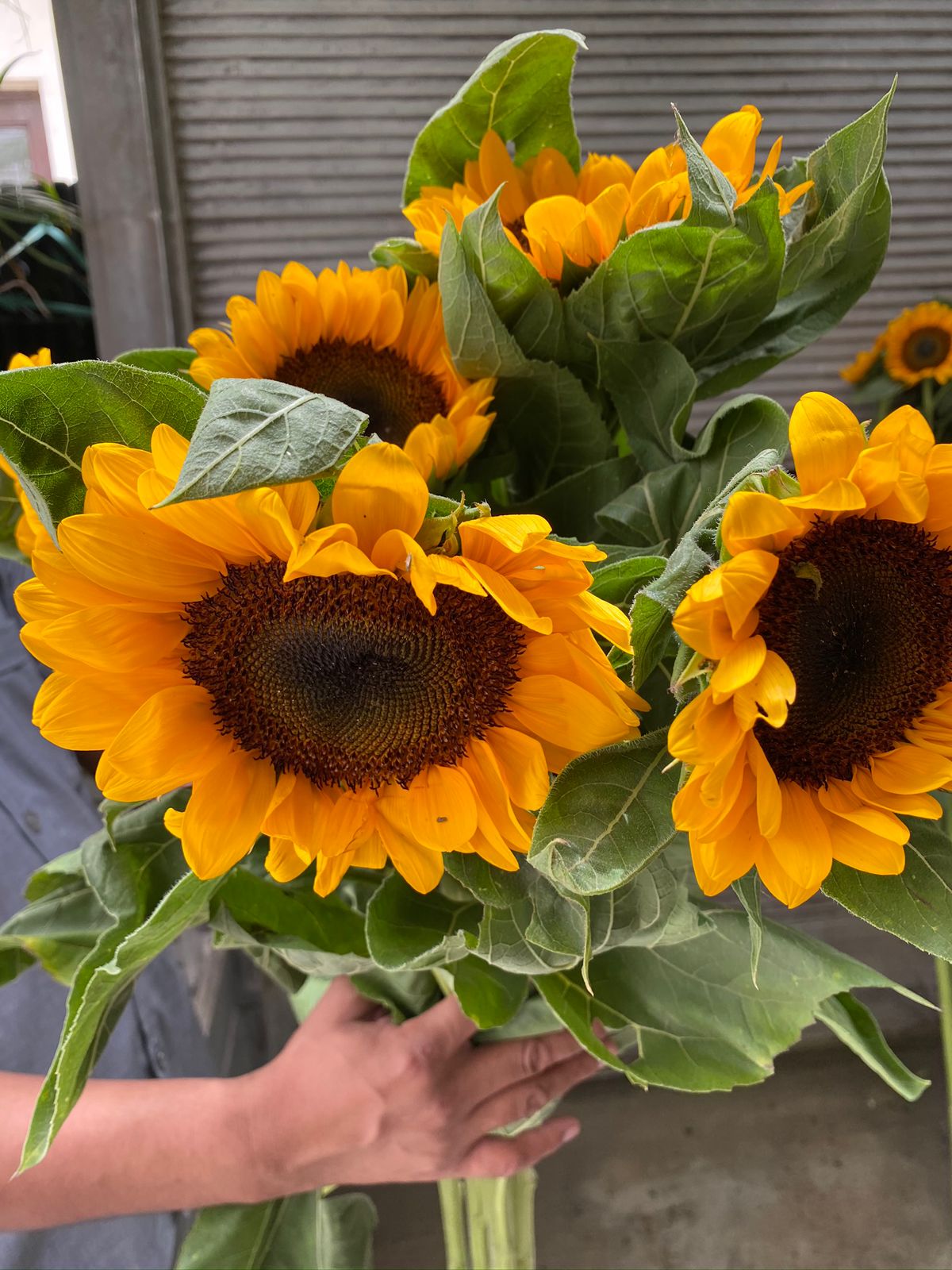 Sunflower