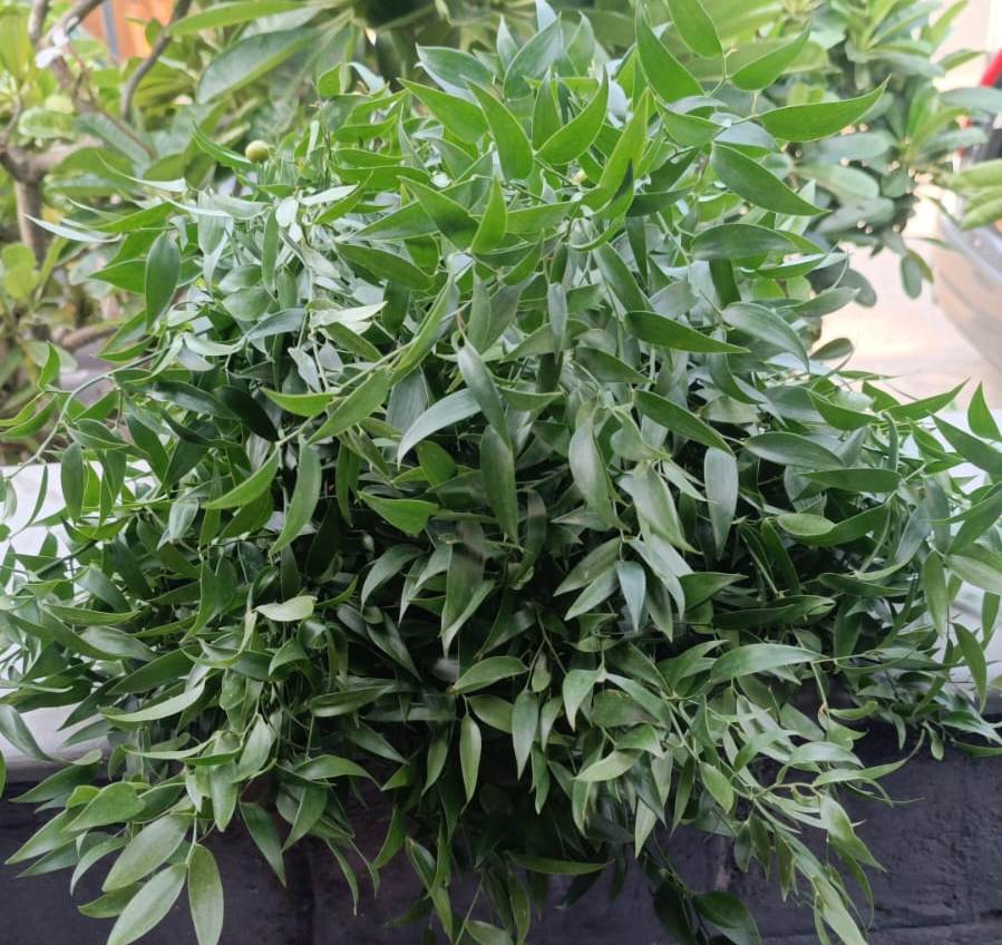 Ruscus