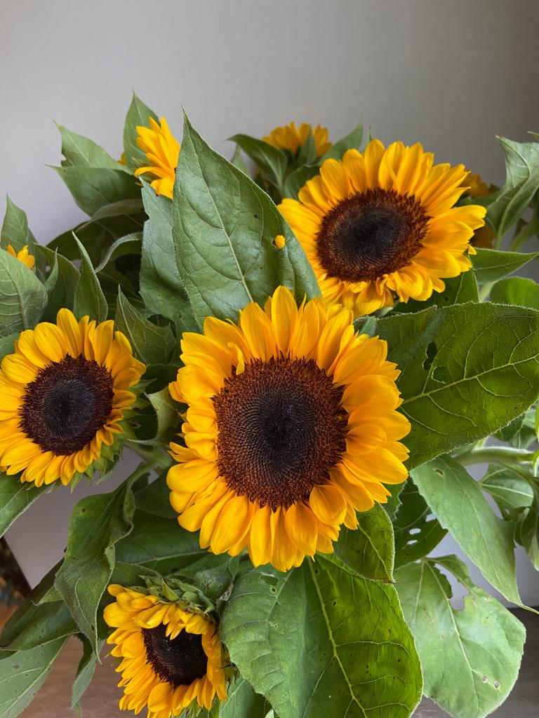Sunflower