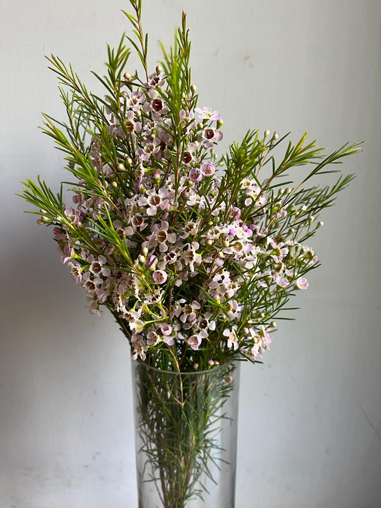 Wax Flowers