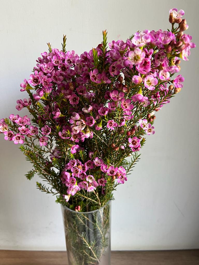 Wax Flowers