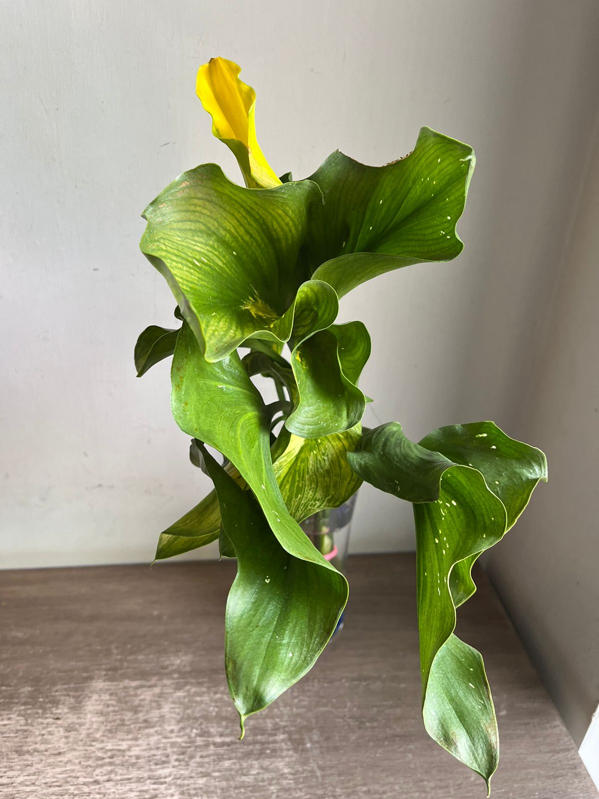 Calla Lily
