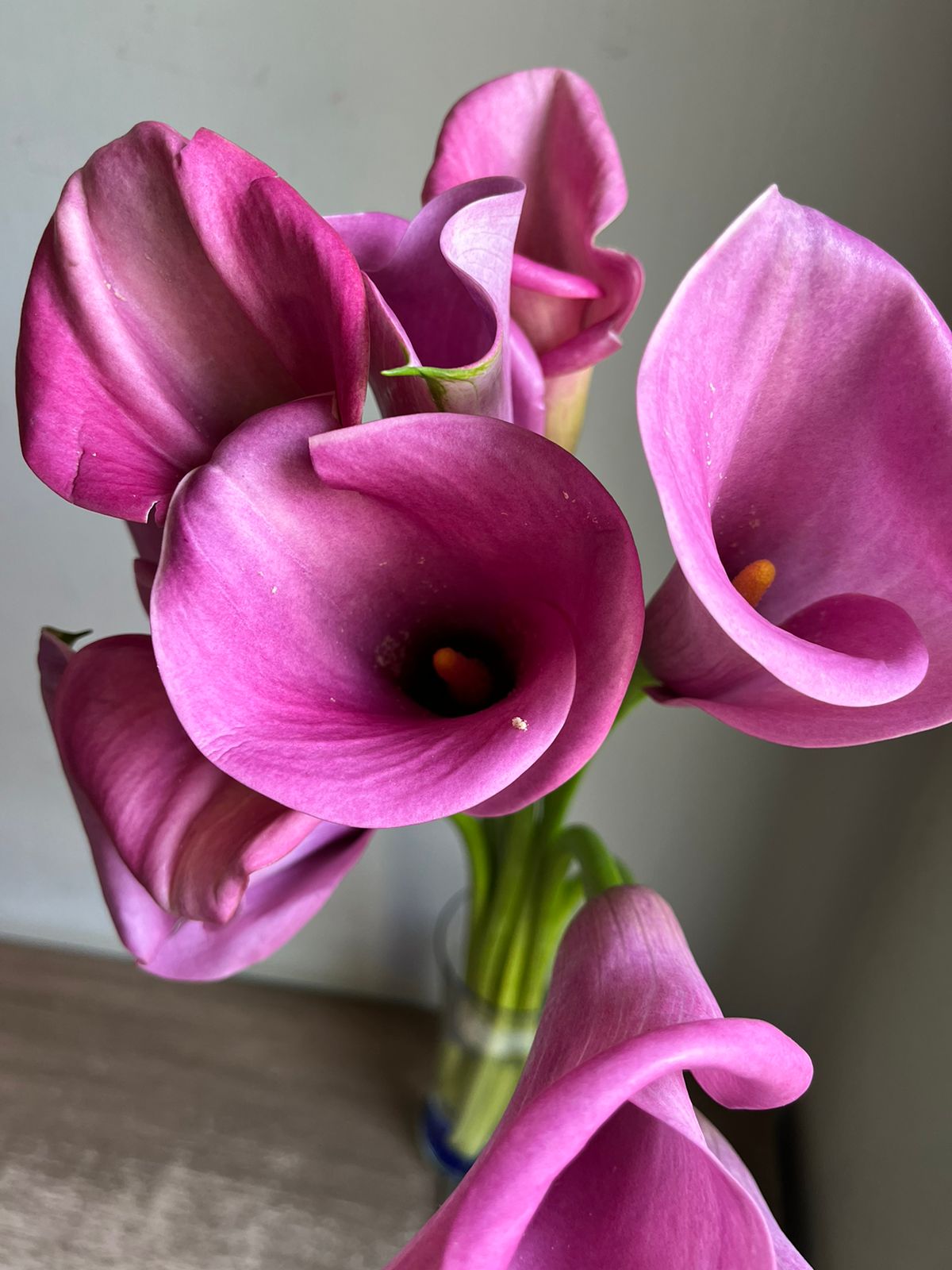 Calla Lily