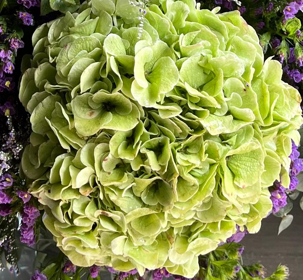 Hydrangea