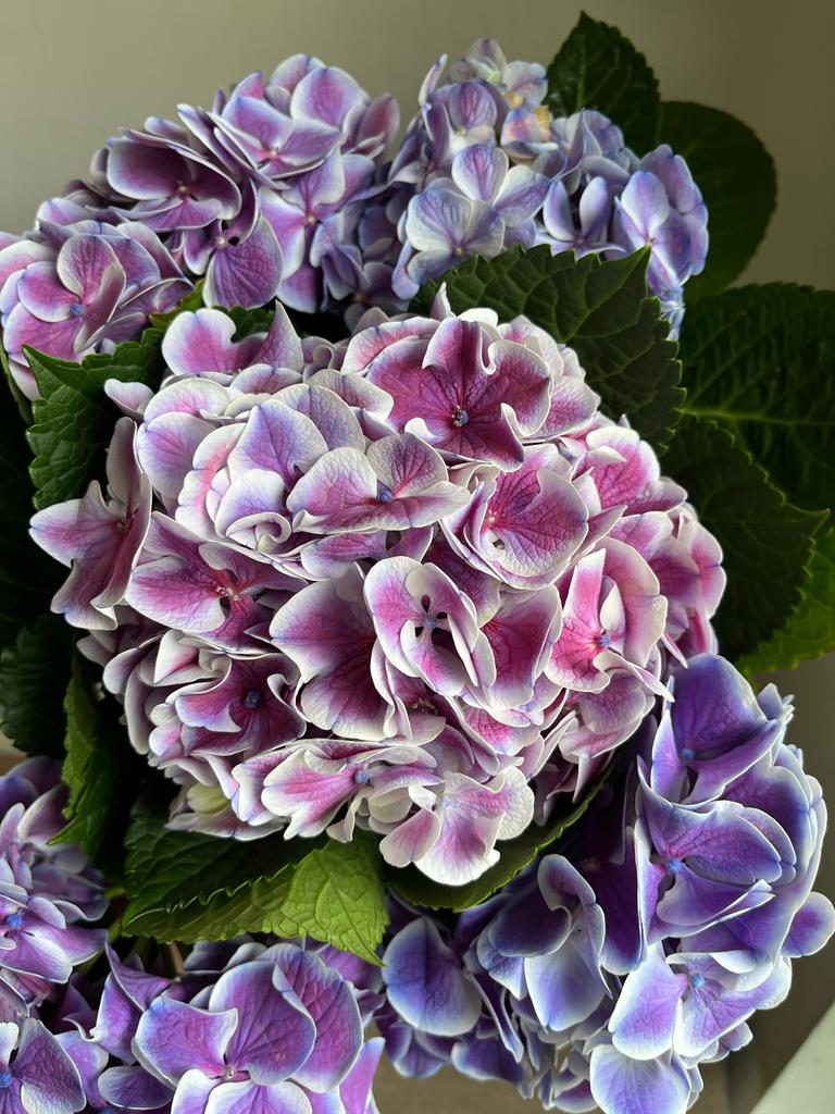 Hydrangea