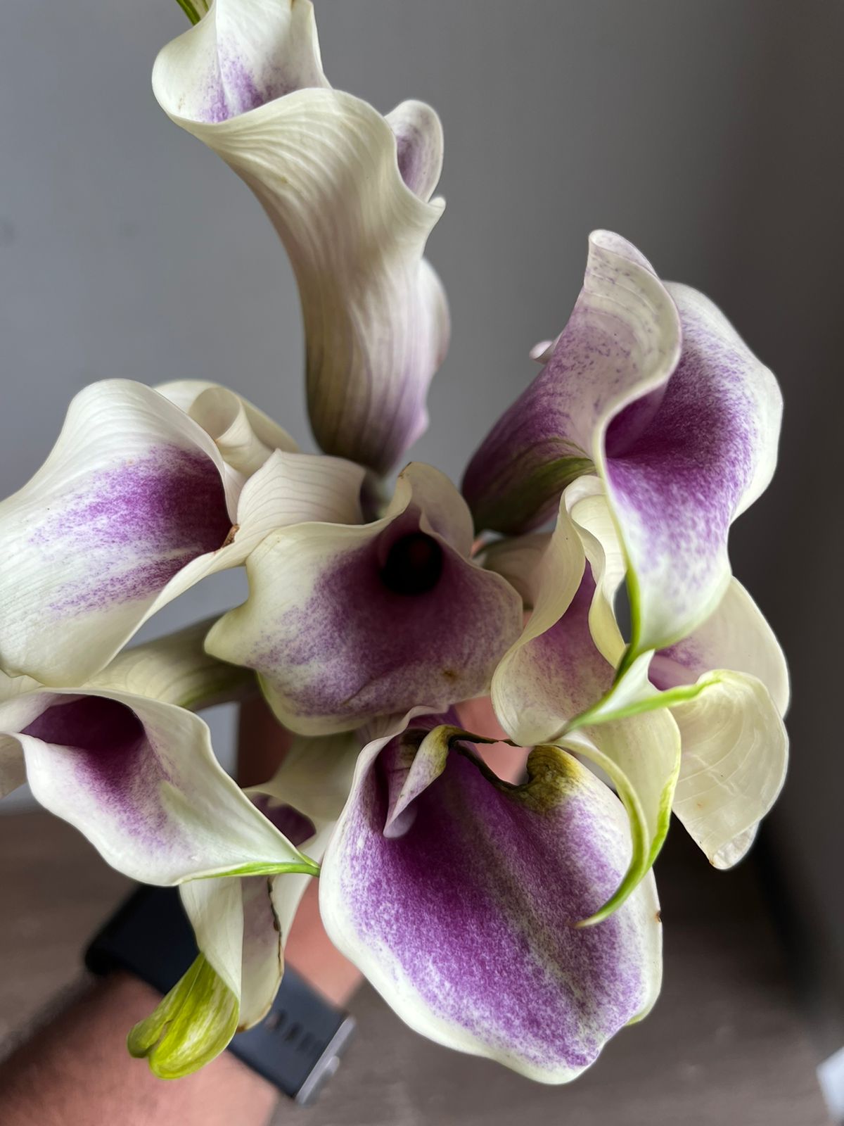 Calla Lily