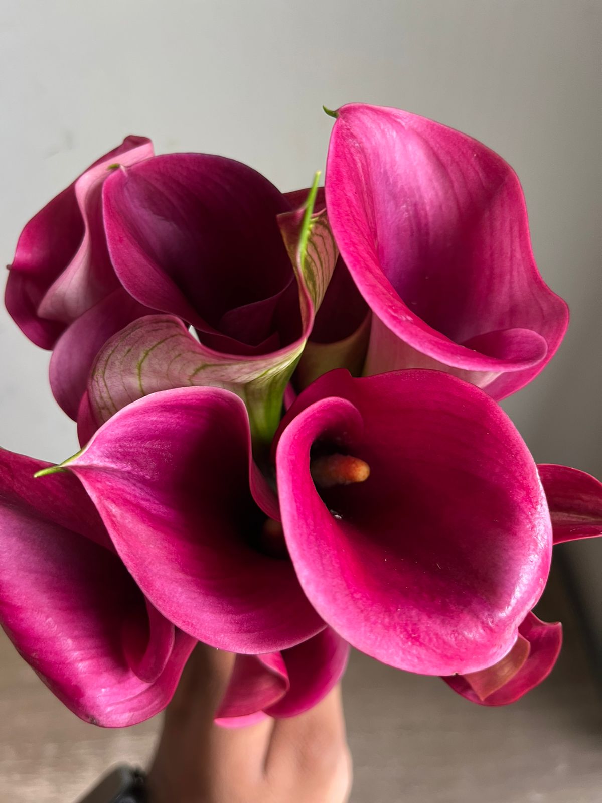 Calla Lily