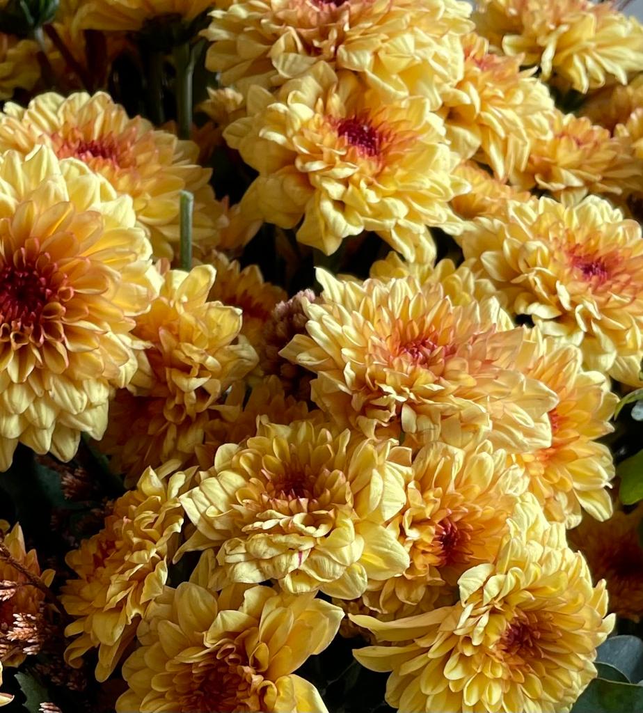 Chrysanthemum