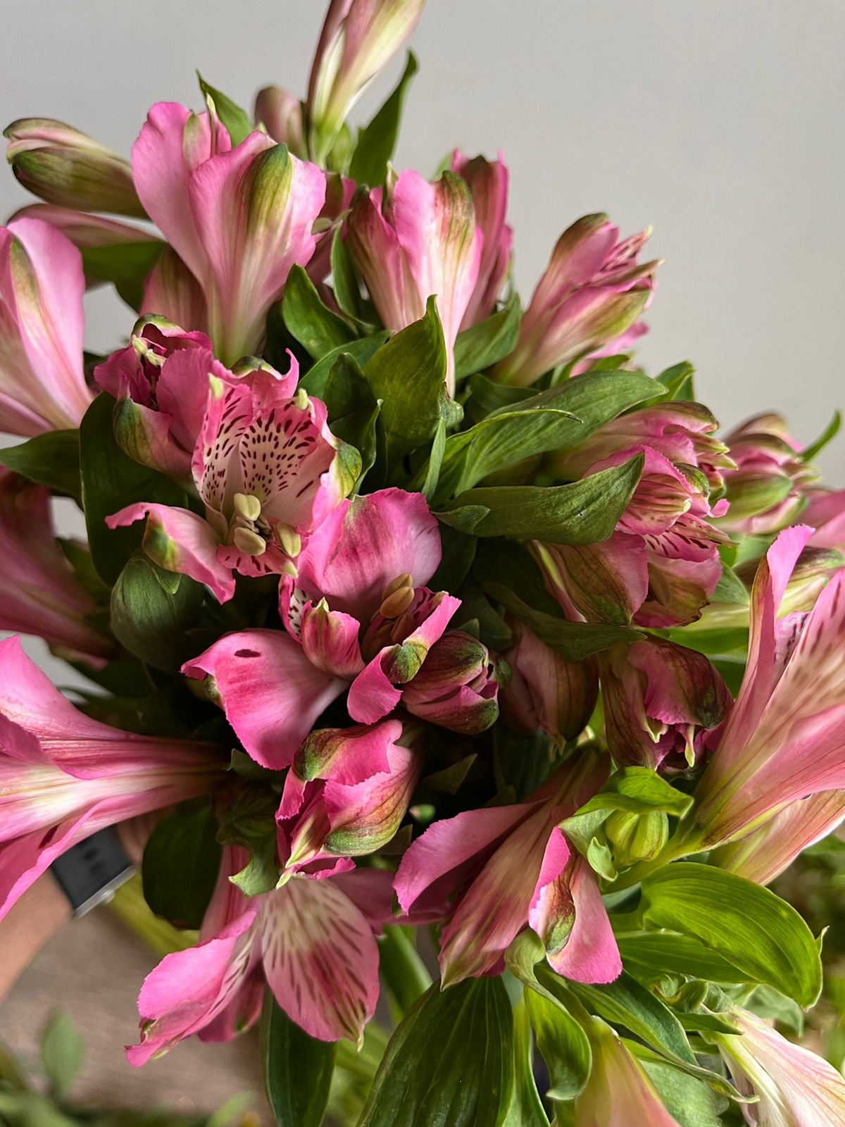 Alstromeria