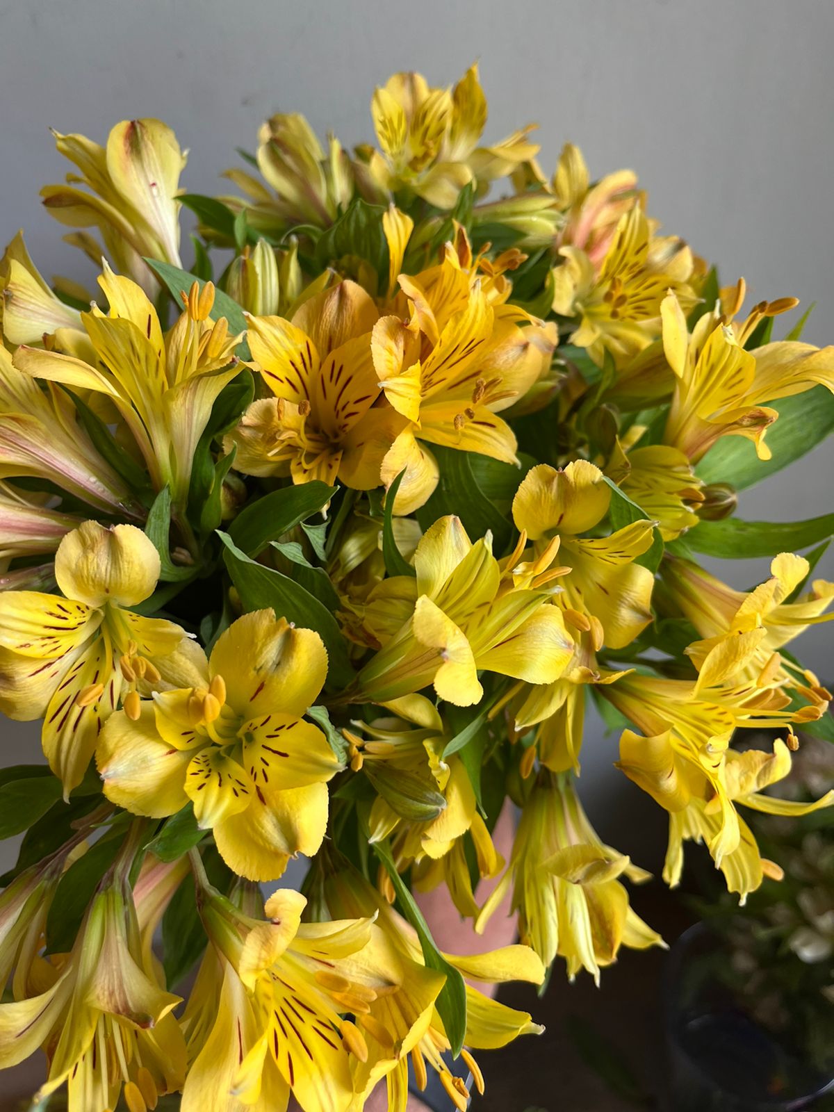 Alstromeria