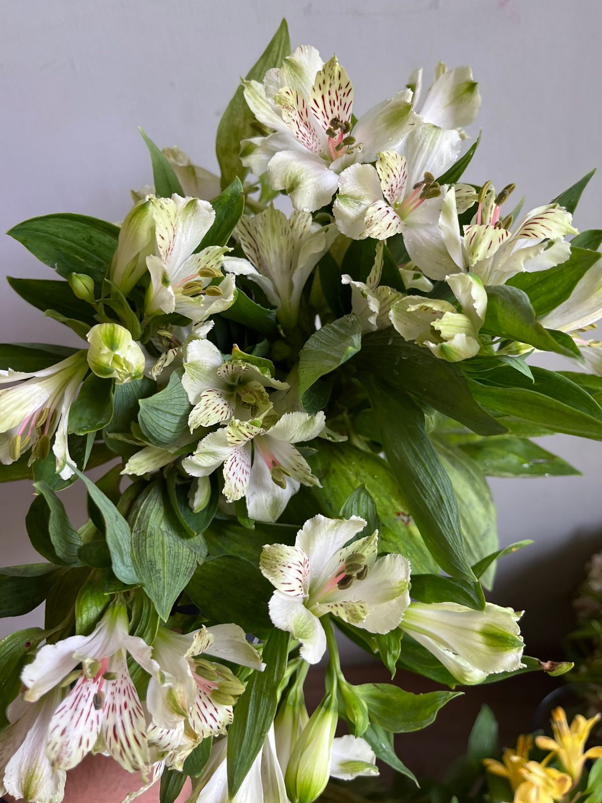 Alstromeria