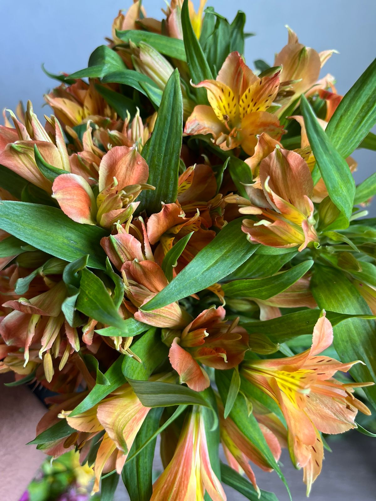 Alstromeria