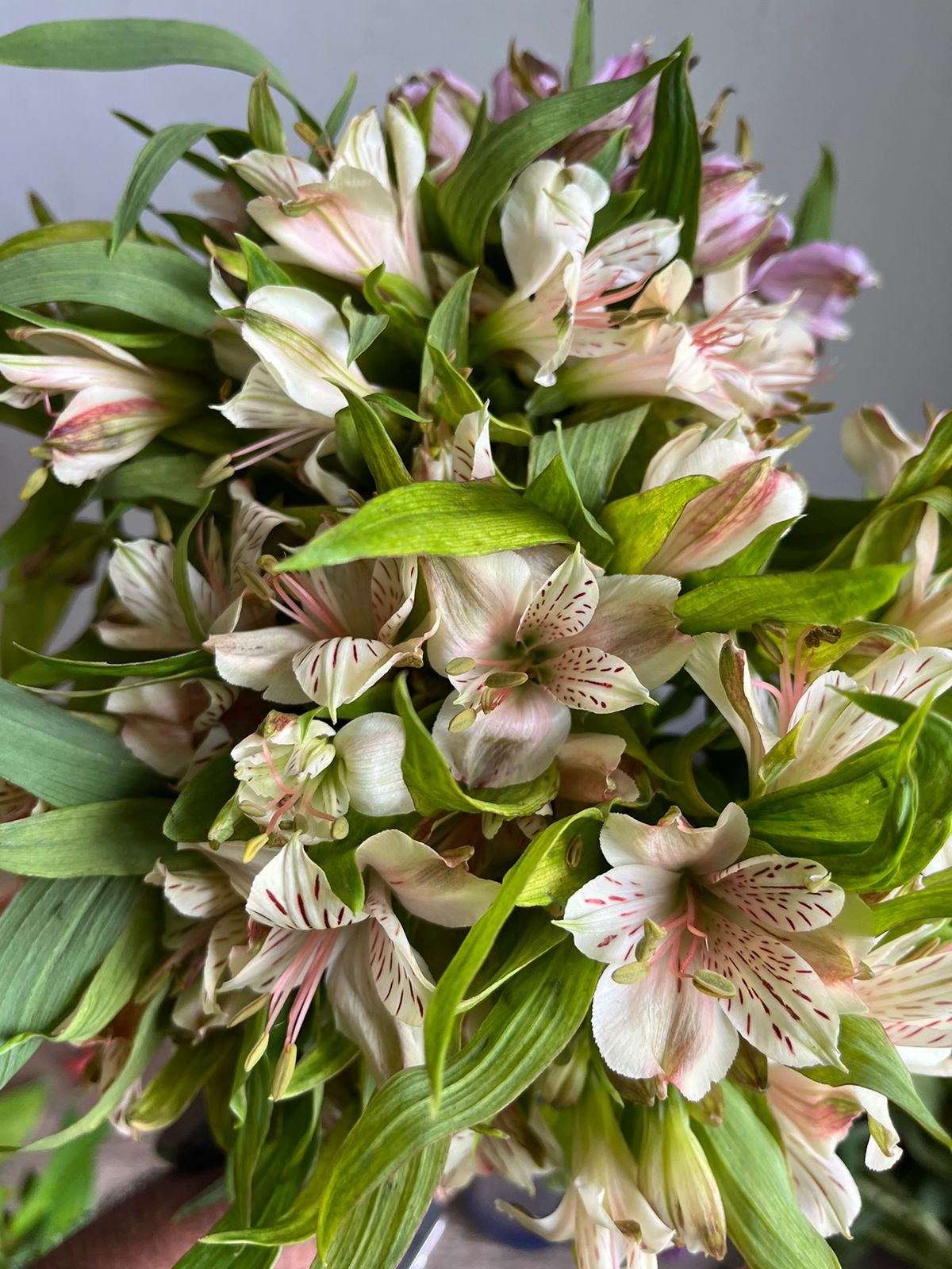 Alstromeria