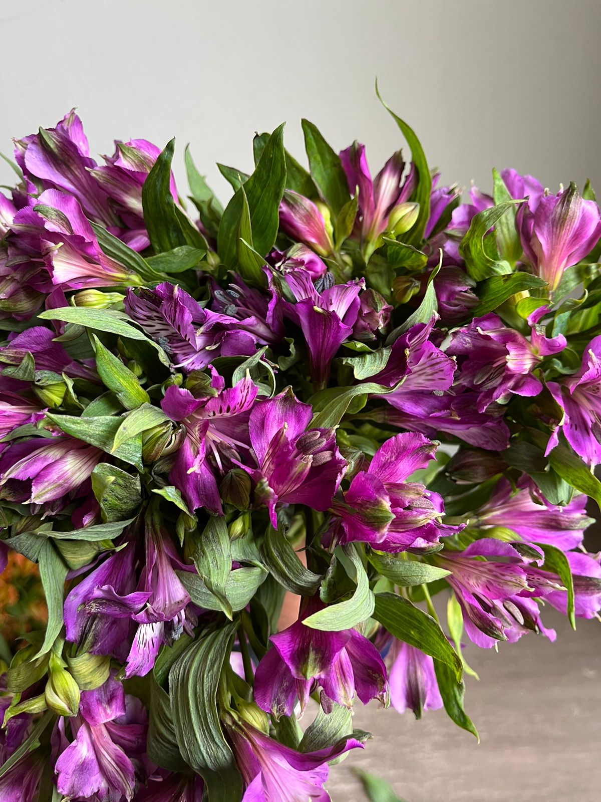 Alstromeria