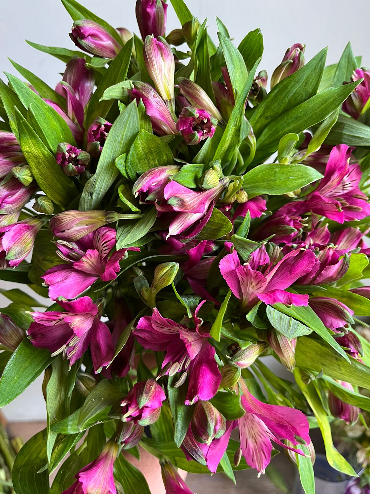 Alstromeria