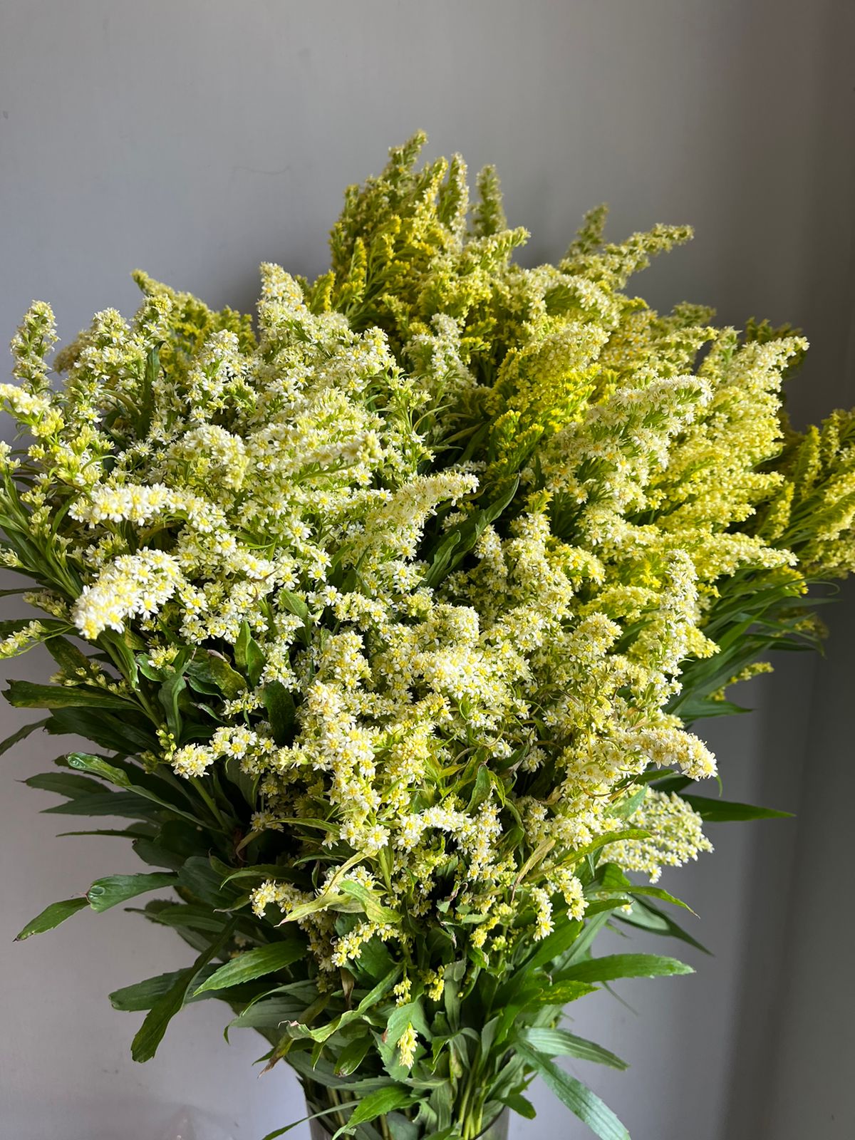 Solidago