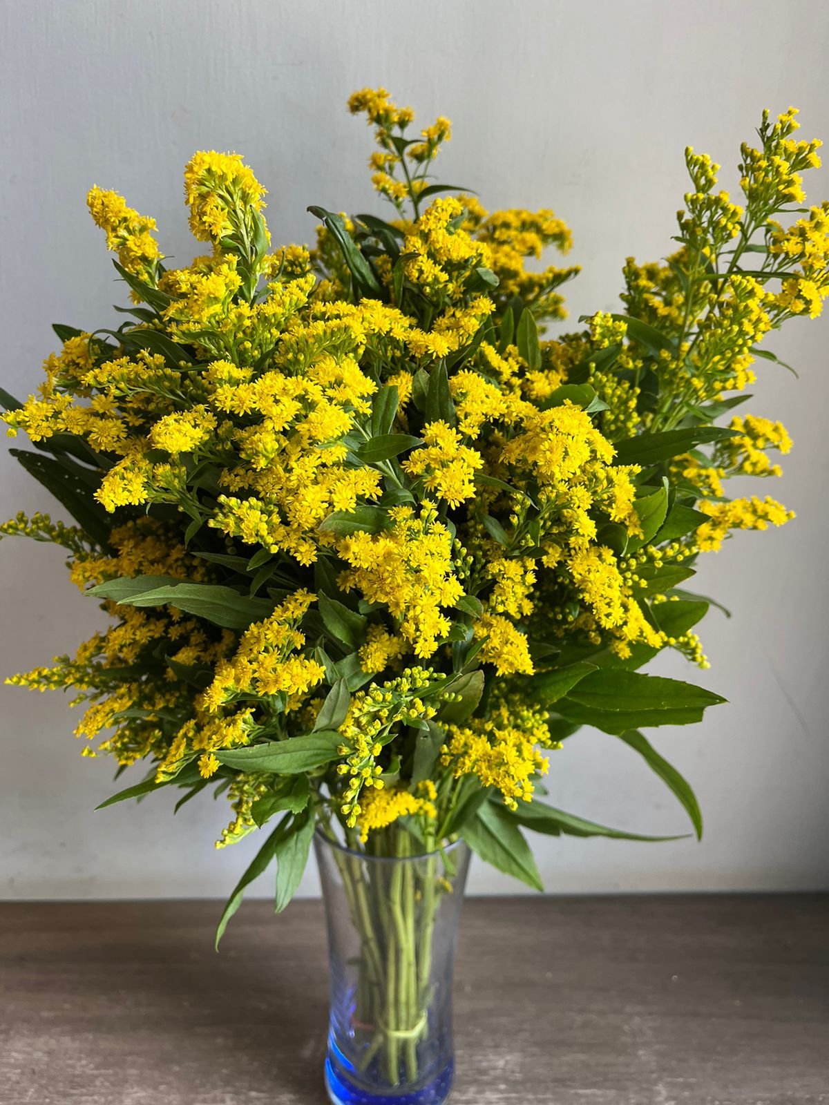 Solidago