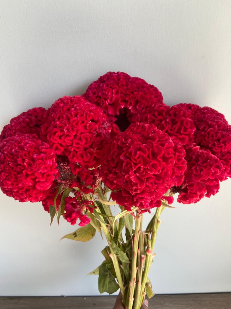 Cockscomb