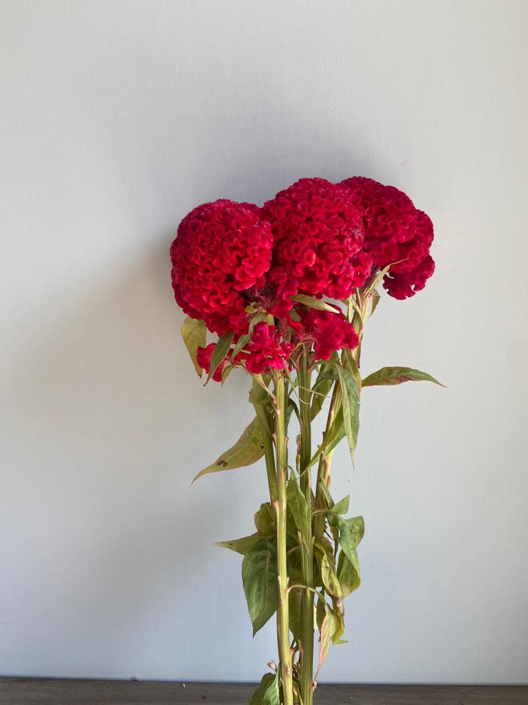 Cockscomb