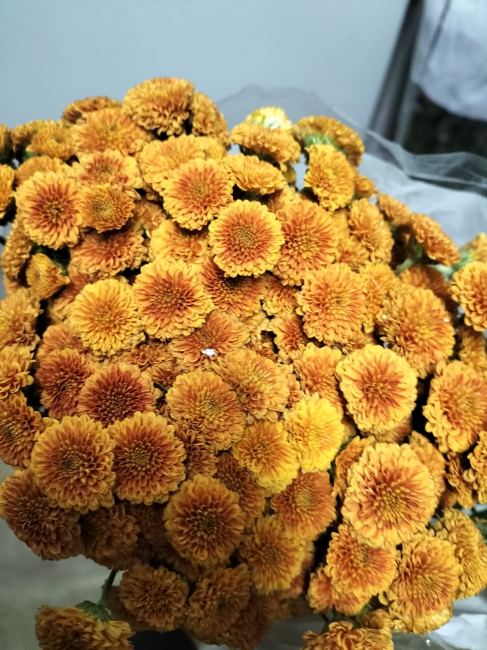 Chrysanthemum