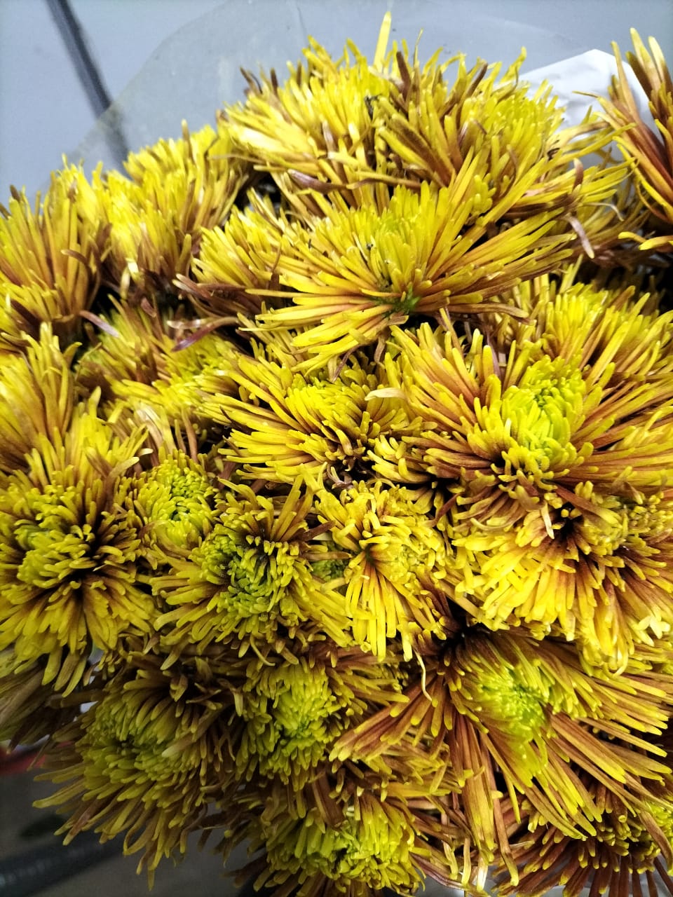 Chrysanthemum