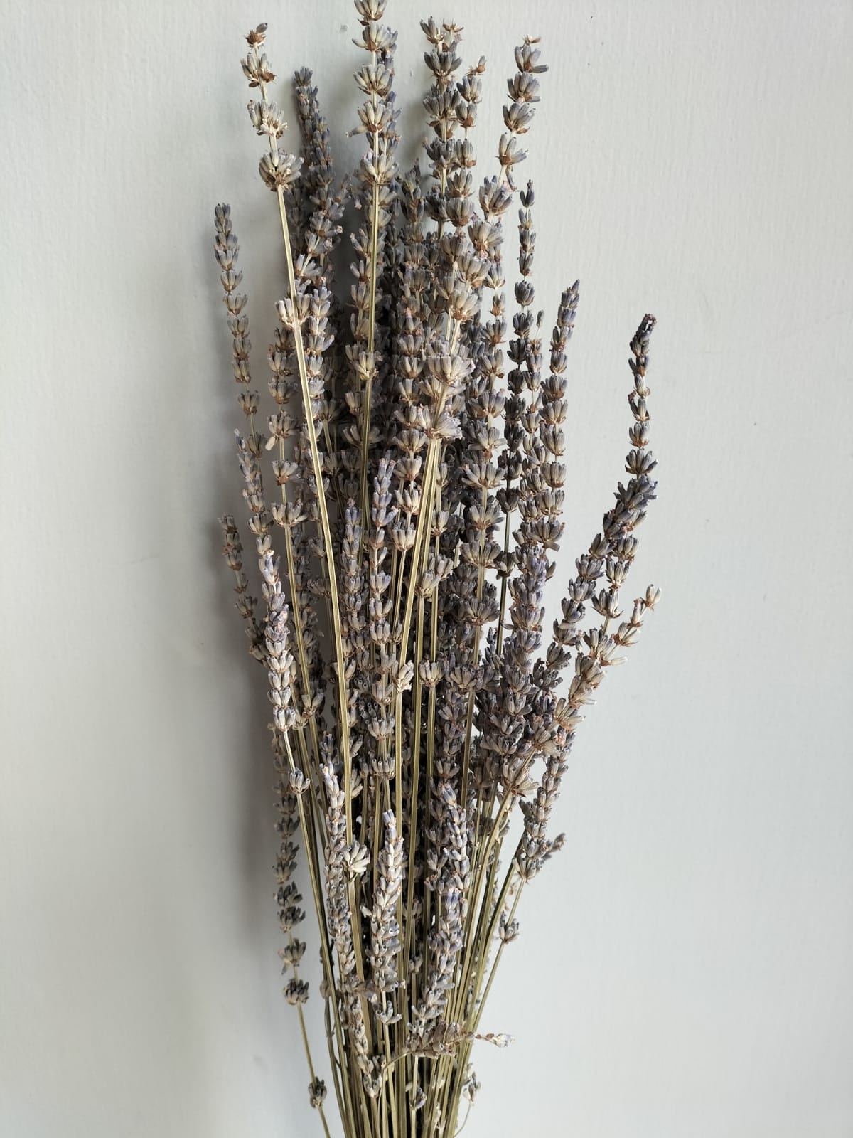 Dry Lavender