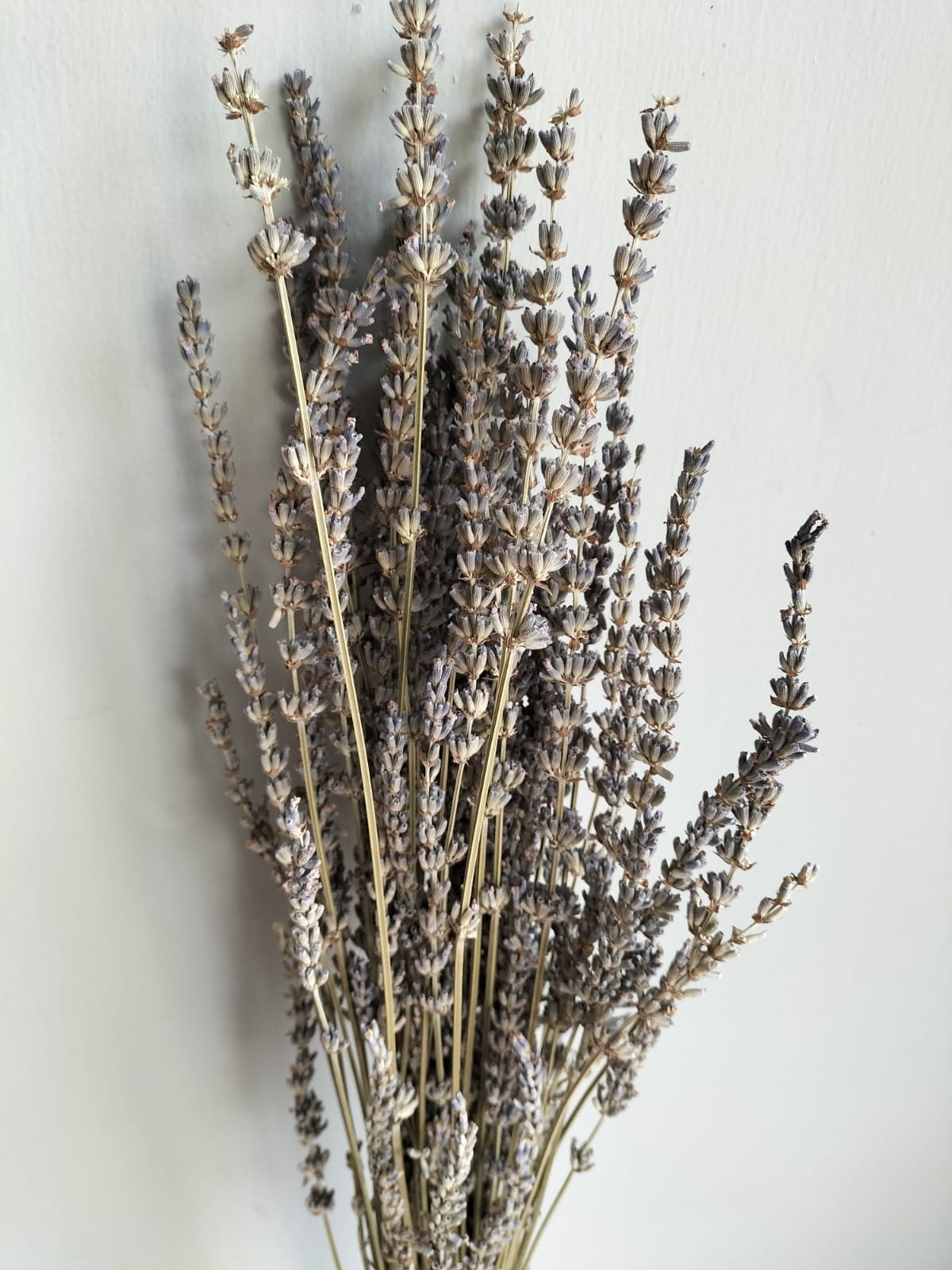 Dry Lavender