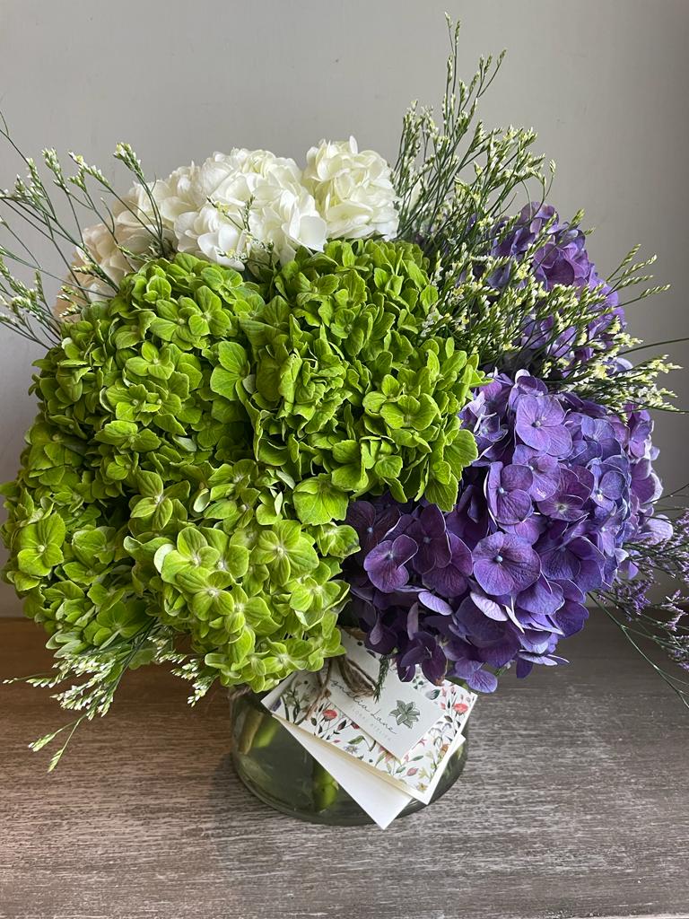 Hydrangea
