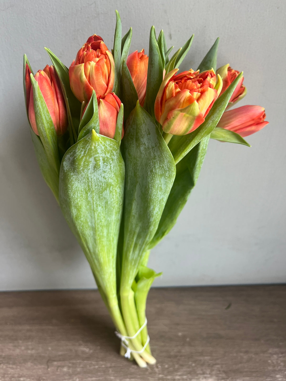 Tulips