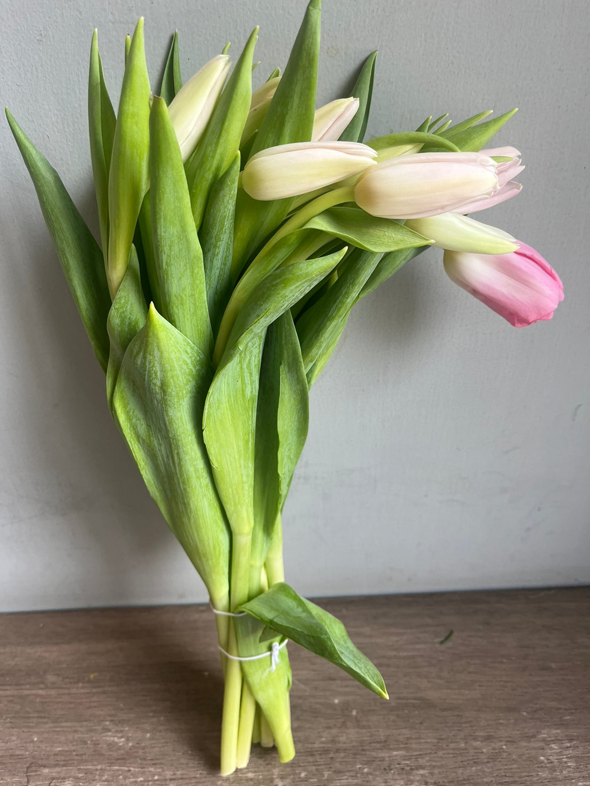 Tulips