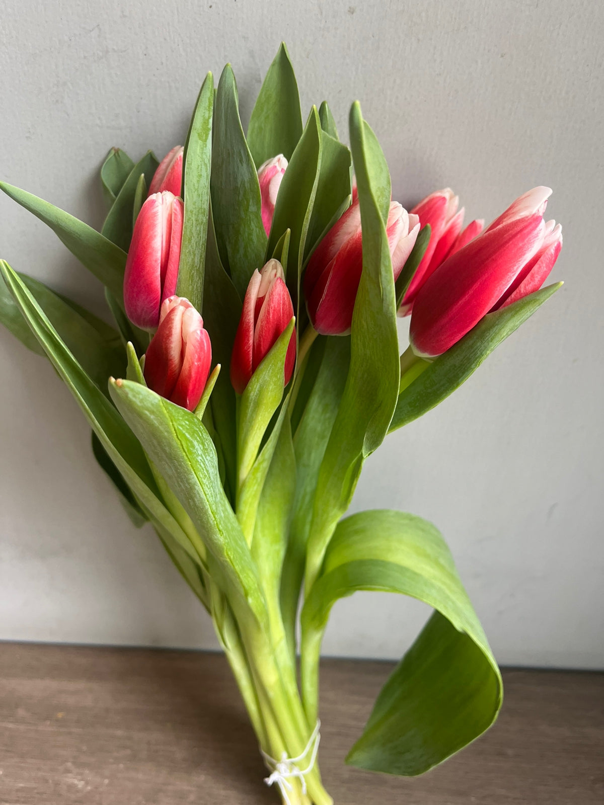Tulips