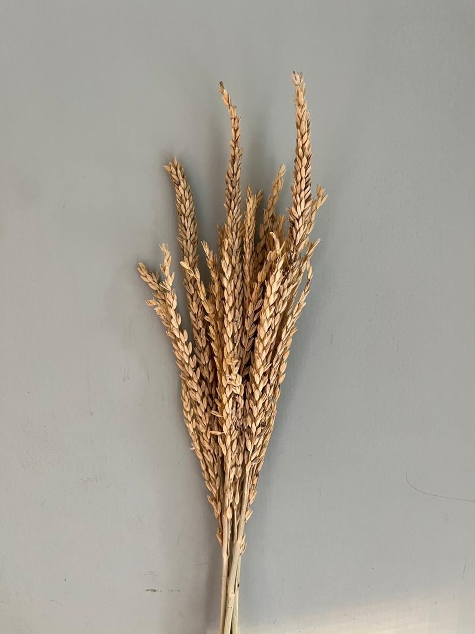 Corn Tail