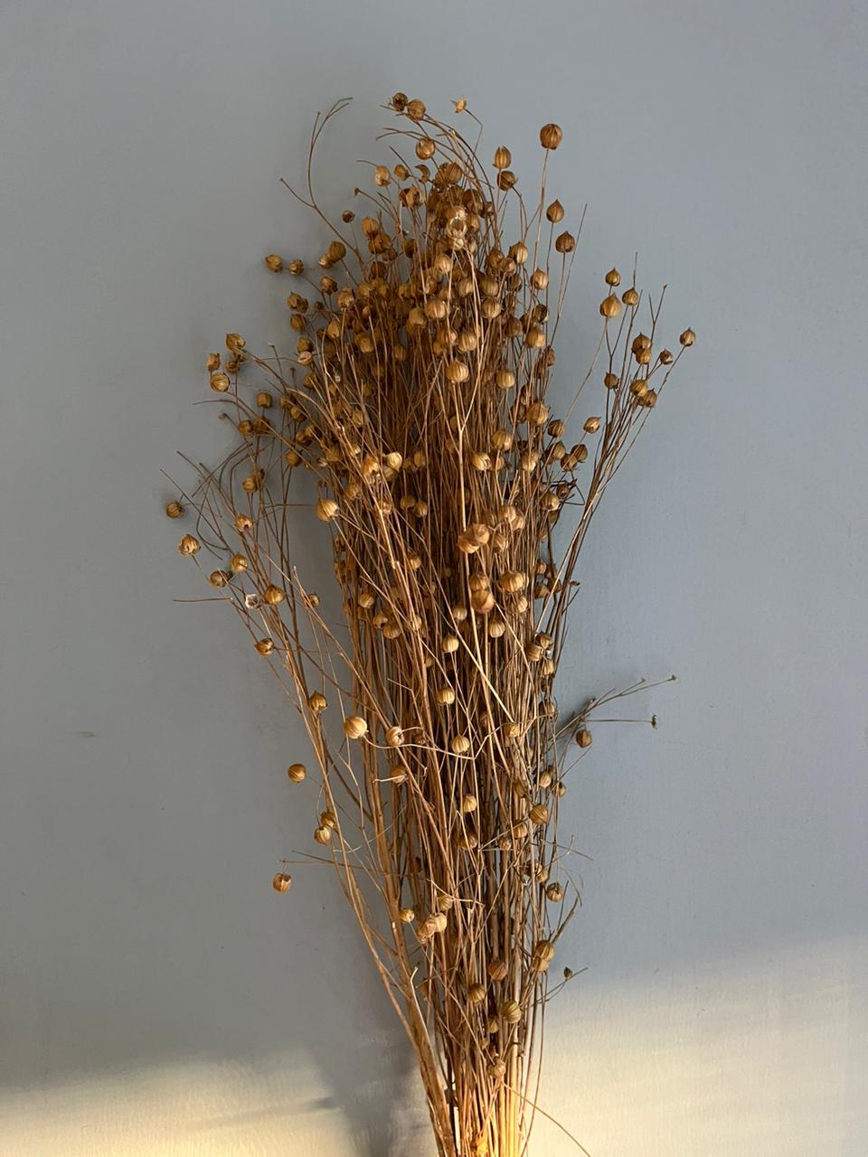Flax Seed Dry