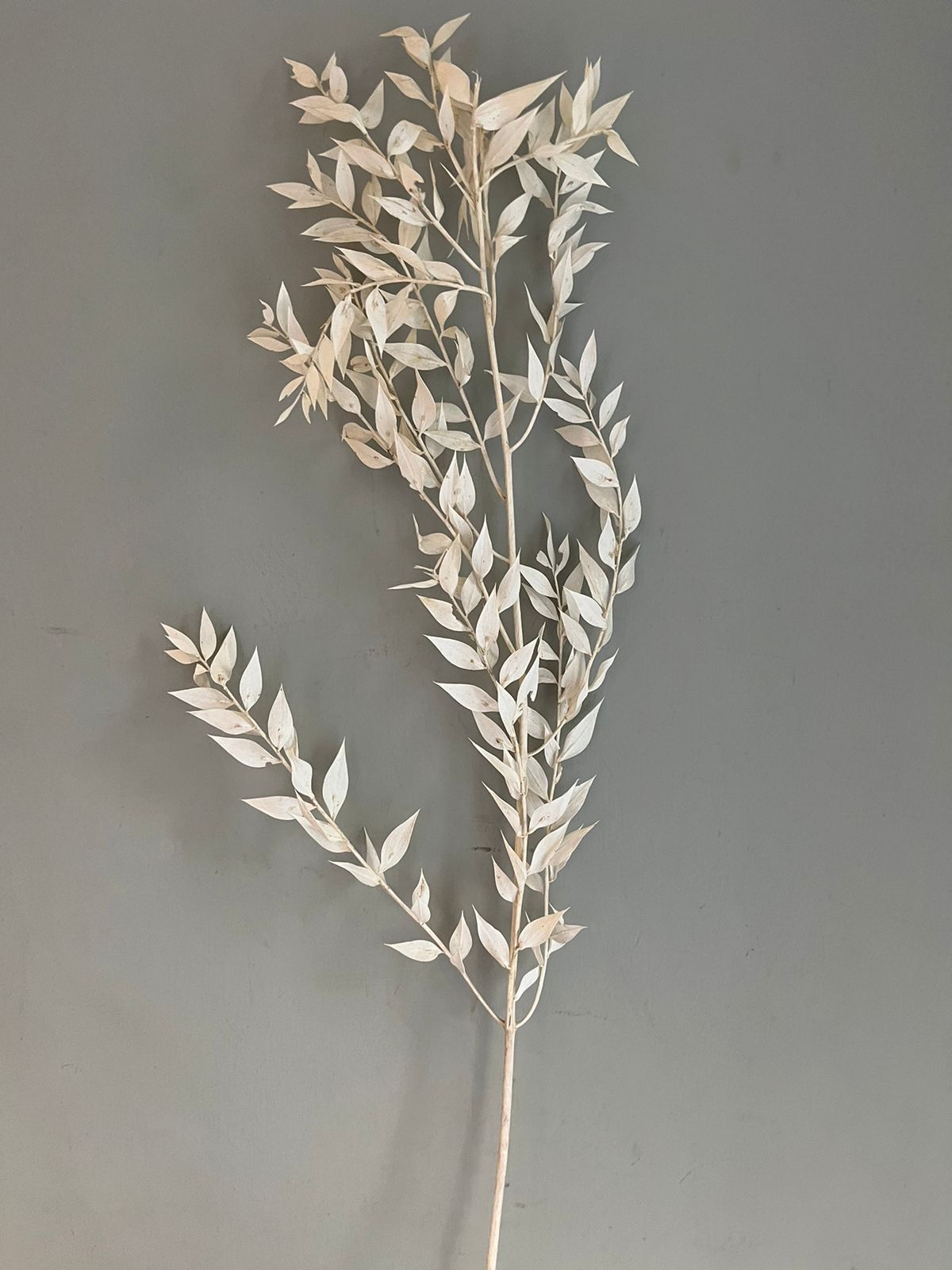 Dry Italian Ruscus