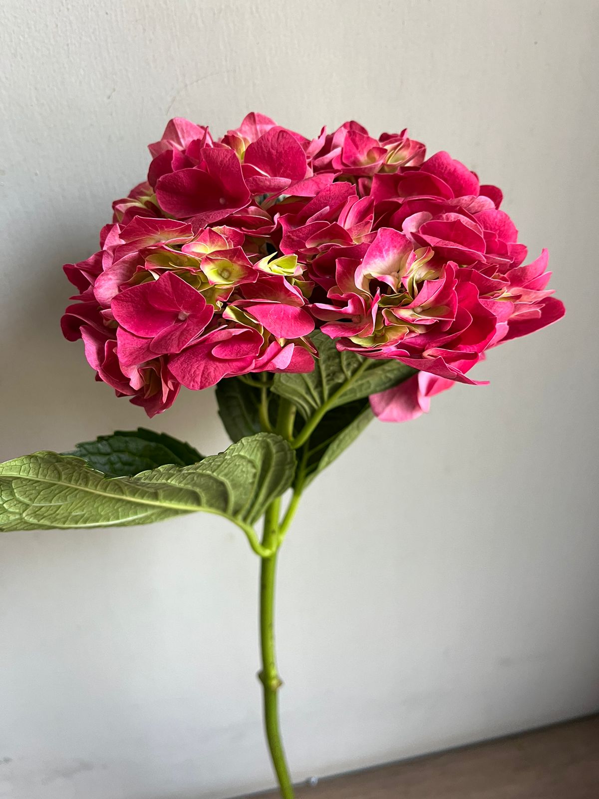 Hydrangea