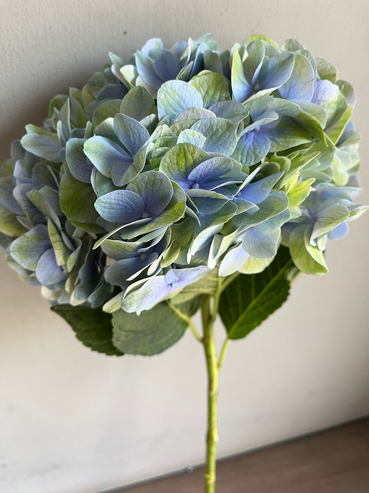 Hydrangea