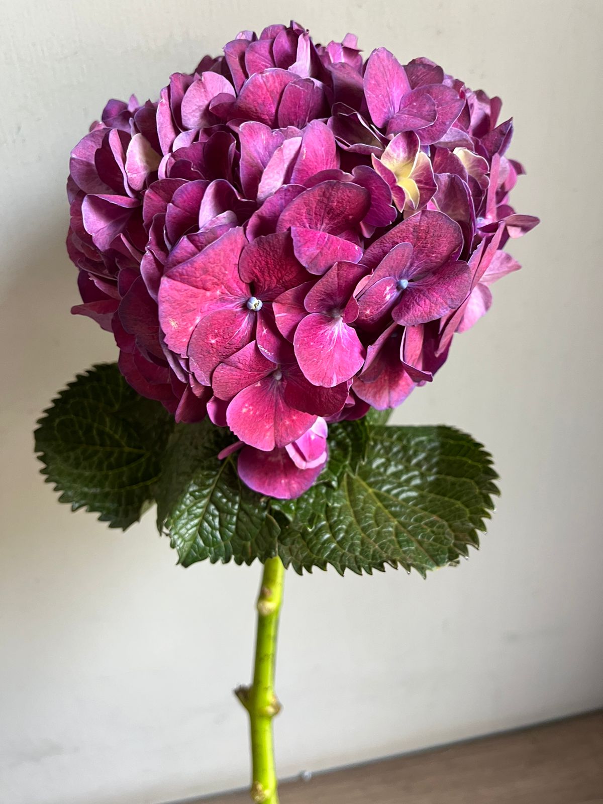 Hydrangea
